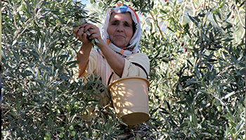 plant-for-the-planet-hotel-maroc