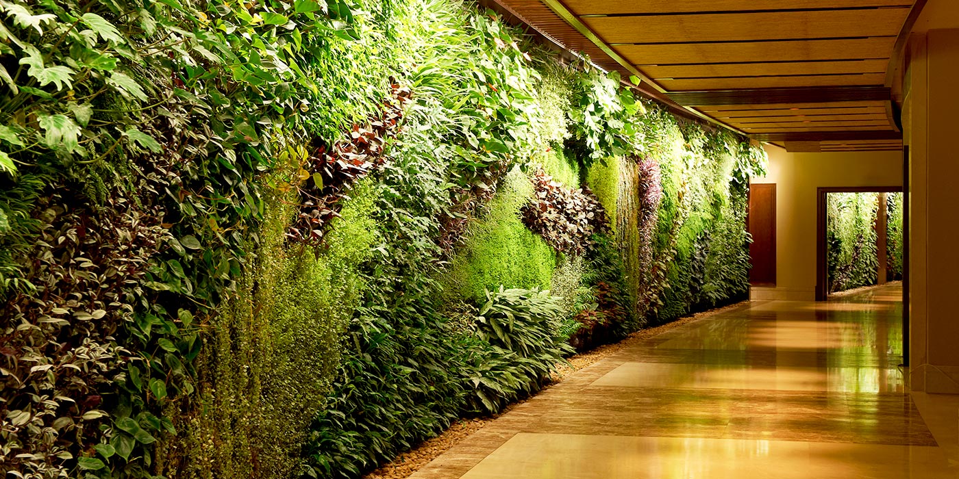 Wide plant wall, in the corridor of an hotel