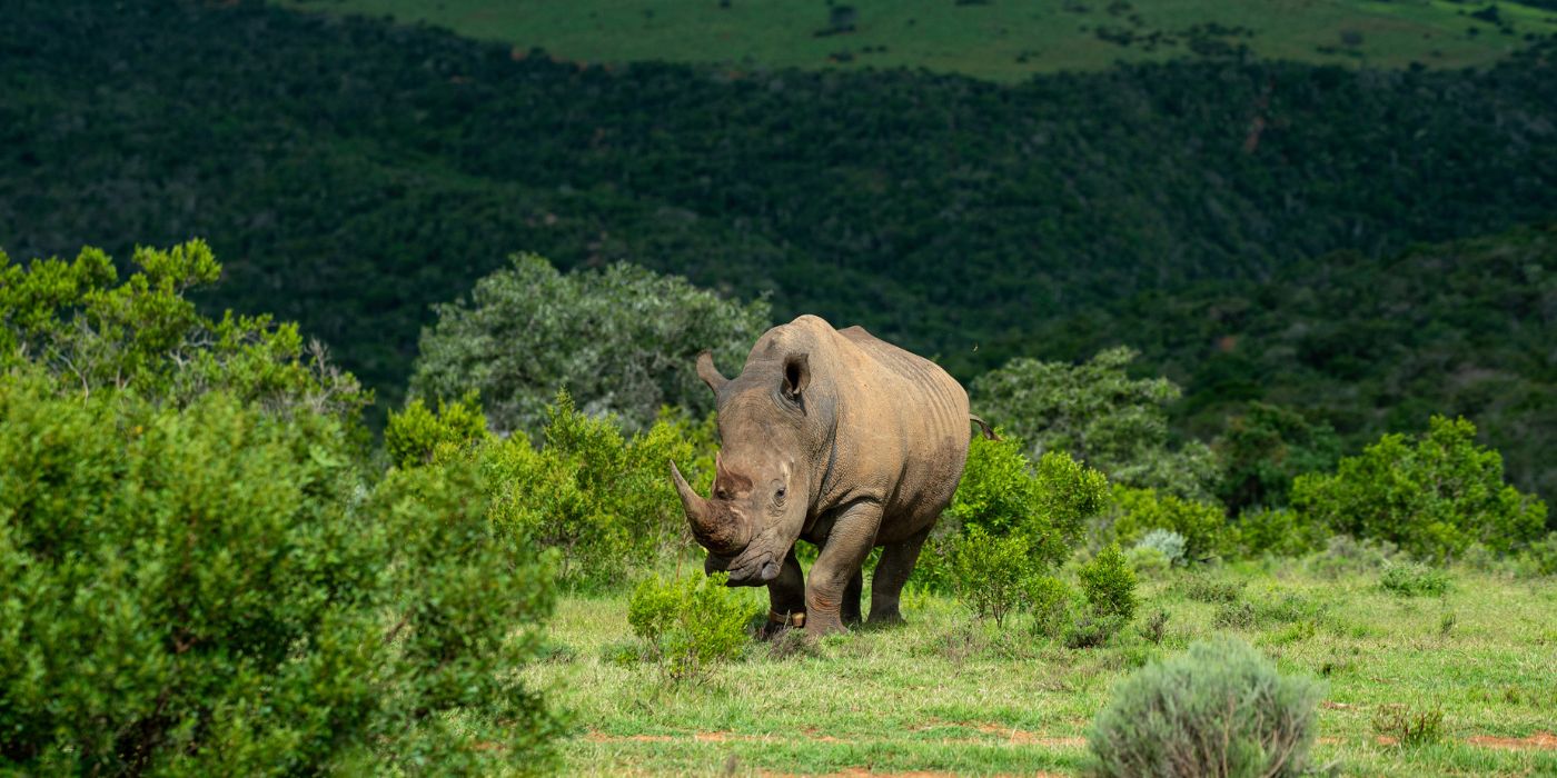 Conservation, Sustainability And Community In The South African Bush