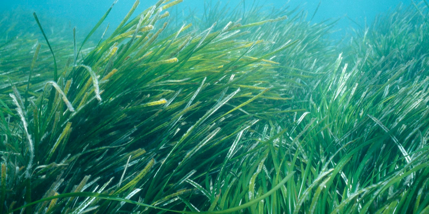 La protection des herbiers de posidonies, des plantes à fleurs marines, endémiques de la Méditerranée