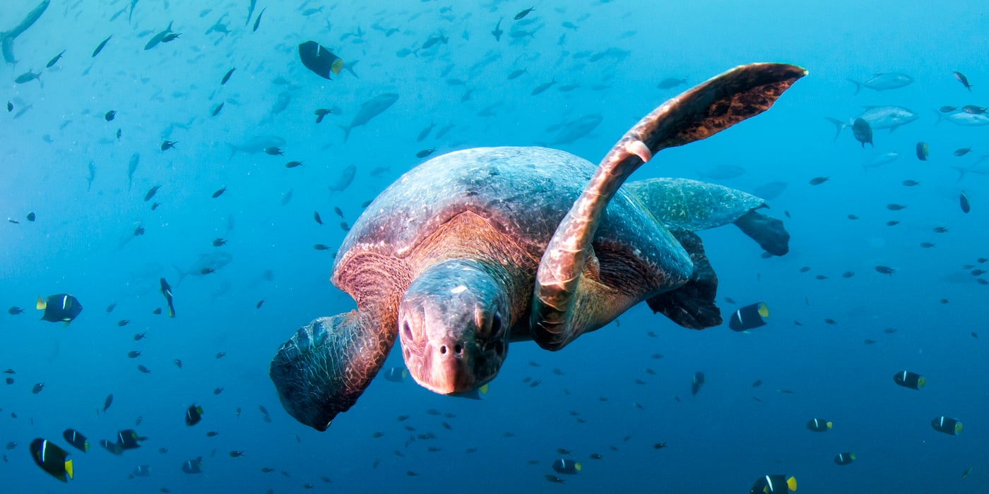 La protection, le suivi et la traçabilité des tortues marines